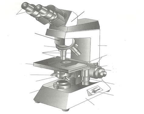 Microscope Diagram Quizlet