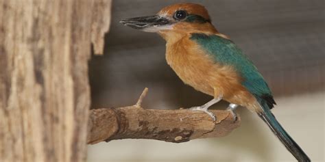 Guam kingfisher (sihek) | Smithsonian's National Zoo and Conservation ...