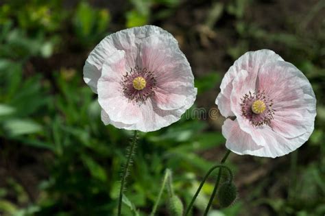 Papaver Has Medicinal Properties Stems Contain Latex Milk Latex In