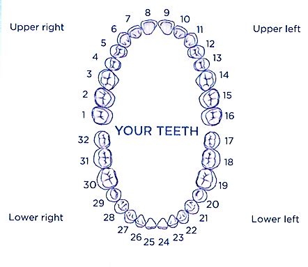 Printable Tooth Numbering Chart