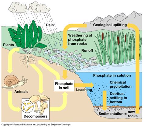 Phosphorus Cycle Diagram Quizlet