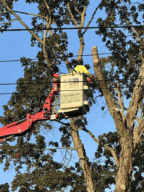 Tree Service in Spring Hill, TN | Pruning & Lot Clearing