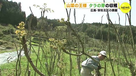 tbs news dig
