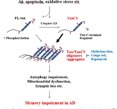 New Insight Into Alzheimer S Disease Via Caspase Cleaved Tau