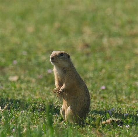 Translocating European Ground Squirrels