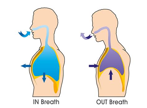 diaphragm breathing tribreath move easier breathe deeper