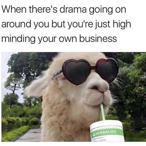 Llama Meme