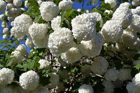 100+ Free Viburnum Flowers & Viburnum Photos - Pixabay