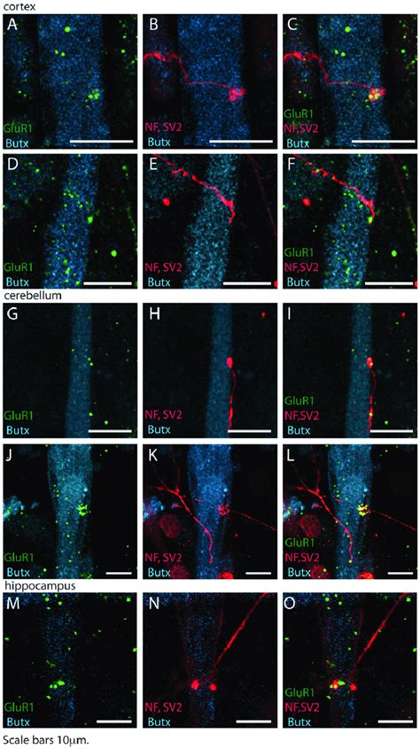 Glutamatergic Neurons From Different Brain Areas Form Synaptic Contacts