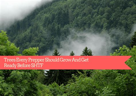 14 Trees Every Prepper Should Grow And Get Ready Before SHTF Prepper