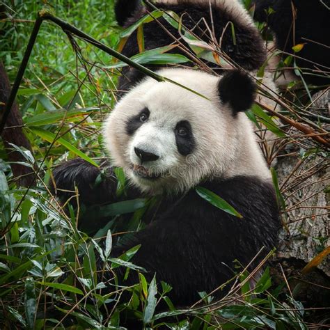 Oso Panda Gigante Lindo Comiendo Bambú Verde Fresco Foto de archivo