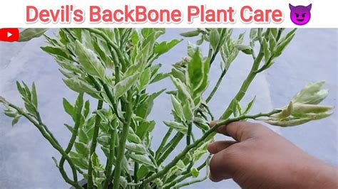 How To Grow Care For Devil S Backbone Plant Pedilanthus Plant Care