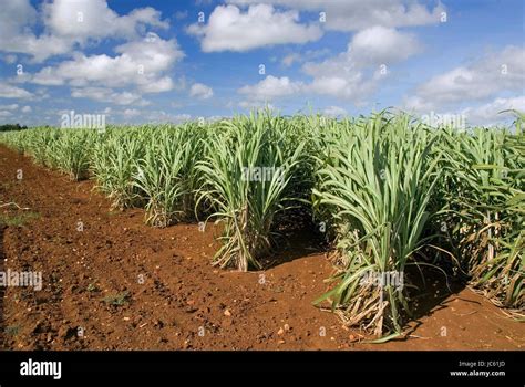 Cuba Sugar Cane