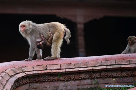 Nepal Monos En Templo Pashupatinath En Katmand Spanish Xinhuanet