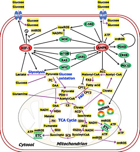 Elucidating Cancer Metabolic Plasticity By Coupling Gene Regulation