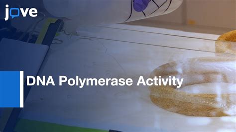 Dna Polymerase Activity Assay By If Labeled Dna Visualized By Page