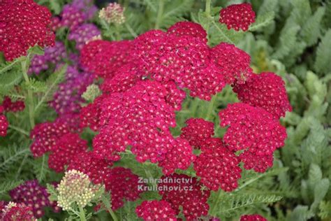 Achillea millefolium Tutti Frutti Pomegranate řebříček tzv