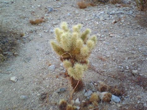 jumping cholla cactus hohokam hiking