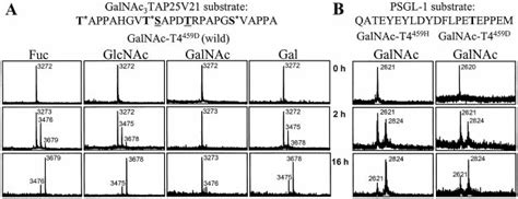 The Lectin Domain Of Galnac T4 Functions As A Lectin And Has Selective Download Scientific