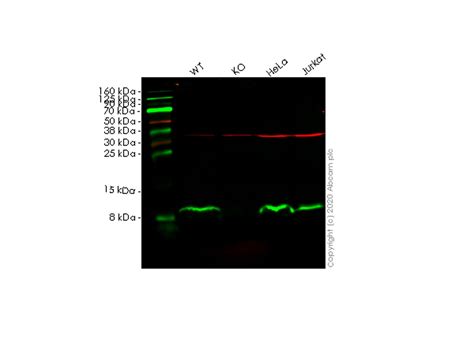 Human B2m Beta 2 Microglobulin Knockout Hep G2 Cell Line Ab262325