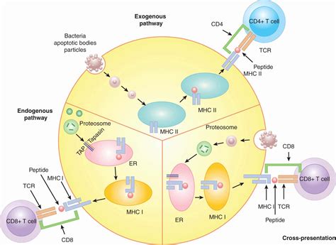 The Immune System And Immunotherapy Oncohema Key