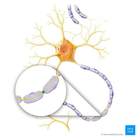 Nodes of Ranvier: structure and function | Kenhub