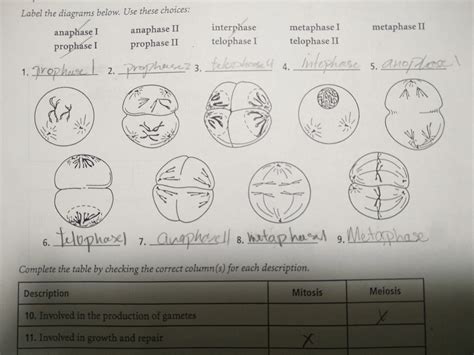 Chapter Section Meiosis Khadijatrisha