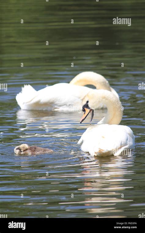 Swan family with adopted Goose In Nijmegen Stock Photo - Alamy