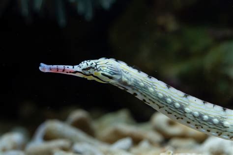 Pipefish – Sea Dwelling Creatures