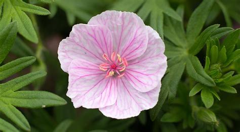 Герань: виды и сорта на Supersadovnik.ru