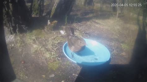 Polish Birds Blackbird Polskie Ptaki Kos Zwyczajny Samica