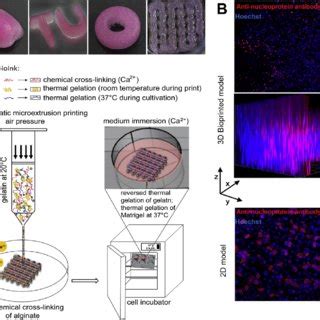 3D Bioprinting Lung Model For Influenza A Infection A 3D Bioprinted