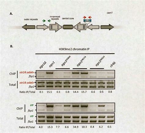 Figure 1 From Rna Interference And Heterochromatin Formation In Fission Yeast Semantic Scholar