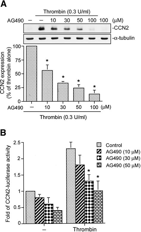 Effect Of Ag On Thrombin Induced Ccn Expression In Wi Cells A