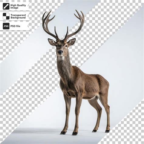 Premium Psd A Deer With Antlers On Its Head Stands On A White Background