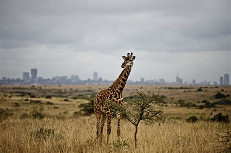 Eight of the Top Attractions in Nairobi, Kenya