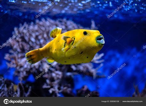 Yellow golden puffer guineafowl puffer fish underwater Stock Photo by ©DmitryRukhlenko 508360158