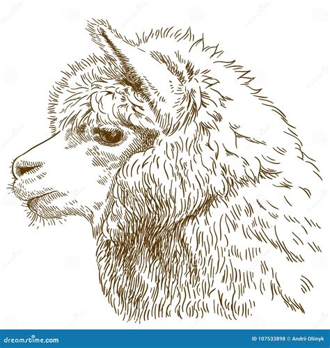 Engraving Drawing Illustration of Fluffy Llama Head Stock Vector ...