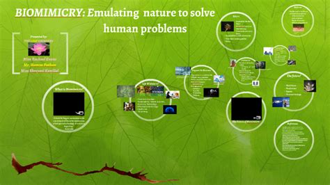 Biomimicry Emulating Nature To Solve Human Problems By Rachael Evans On Prezi