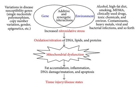 Synergistic Interaction Between Gene And Environment Many Toxic Agents