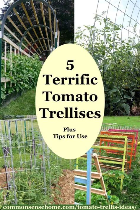 5 Terrific Tomato Trellis Ideas For Easy Harvesting Tomato Trellis