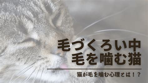 猫が毛づくろいで噛むのはなぜ？6つの原因がひどくなると毛を引っ張る→はげることも ノアルブログ