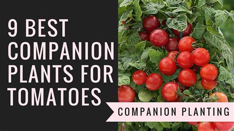 Best 9 Companion Plants For Tomatoes Companion Planting Vegetables