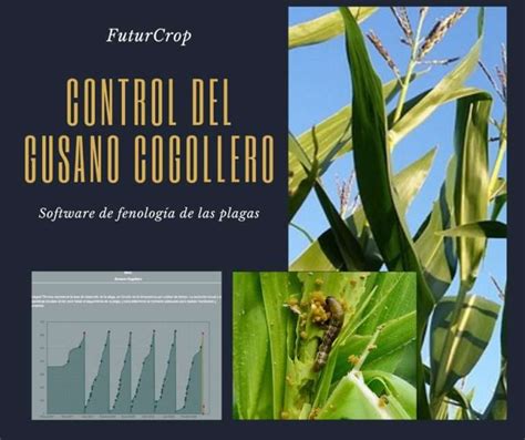 Tratamiento Y Control Del Gusano Cogollero Futurcrop