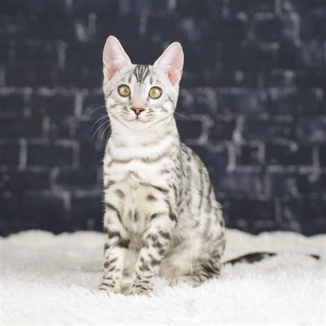 Silver Bengal Cat: Facts & Kittens | Minnesota Breeder