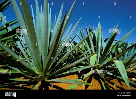 Sisal agave agave sisalana plantation hi-res stock photography and ...