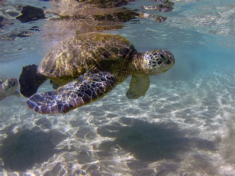 Maui Turtle Photograph By James Roemmling Fine Art America