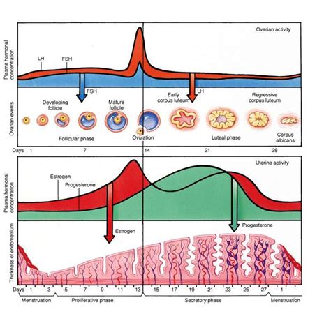 Infertility: THE NORMAL MENSTRUAL CYCLE