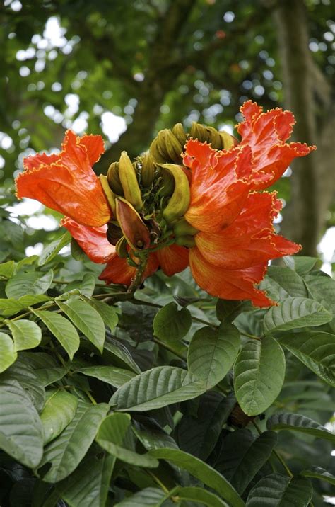 What Is An African Tulip Tree - Learn About African Tulip Tree Care ...