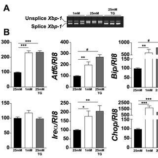 Low Glucose Condition Increases Xbp Mrna Splicing And Expression Of